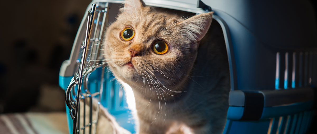 将来は会社のコアメンバーに。ペットベンチャーで圧倒的に成長しませんか？