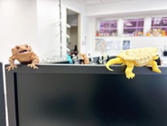 モニターにも玩具ついてる人多数です。