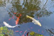 池には鯉もいますよ！