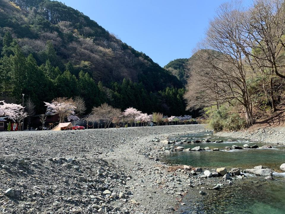 満開の桜と美味しいご飯！みんなでお花見デイキャンプに行ってきました