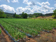 青森のにんにく畑です