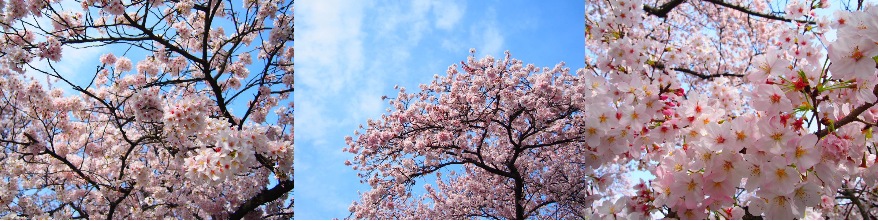 採用担当の私が思う花見あるある & 社内女子会のお話💟