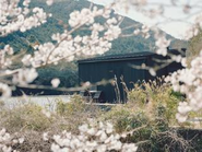 オリジナルCABINと桜風景