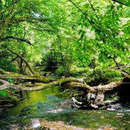 本社のある熊本のきれいな水は染色にも使われている。