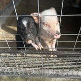 タニナカ ミサキ