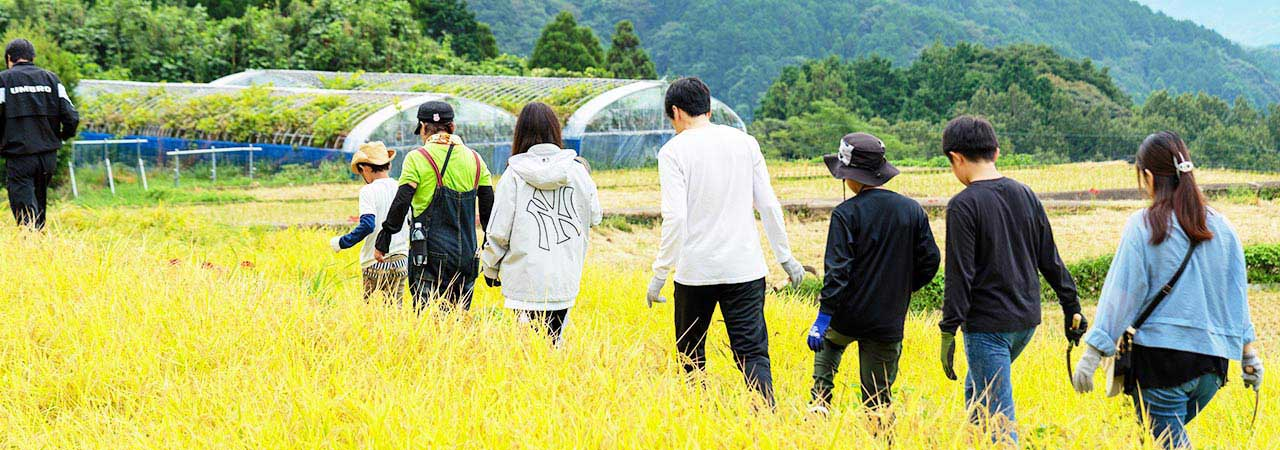 ペンシル棚田にも収穫の秋が到来！稲刈りを行いました