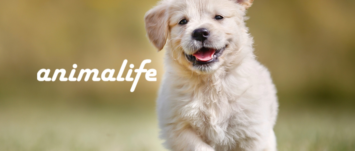 ペット×Tech｜自社サービス開発をリードするWebエンジニア全国より募集