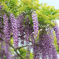 斉藤 藤子さんのプロフィール