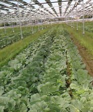 ソーラシェアリング　キャベツ収穫　2週間前