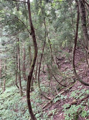 当社の社有林のなかには、このようにとても不健康な状態のところもあります。「子供に山はいらないと言われた」と相談に来られる方が多くいらっしゃいます。可能な限り引き受けてきましたが、当社でもまだ対策ができていません。手入れの問題なのか、地形や気候に合わない樹種が植えられたせいなのか、原因は正直良く分からないため、対策を決めかねています。かつての山守の知見や学問的な知見など学ぶことがたくさんあります。