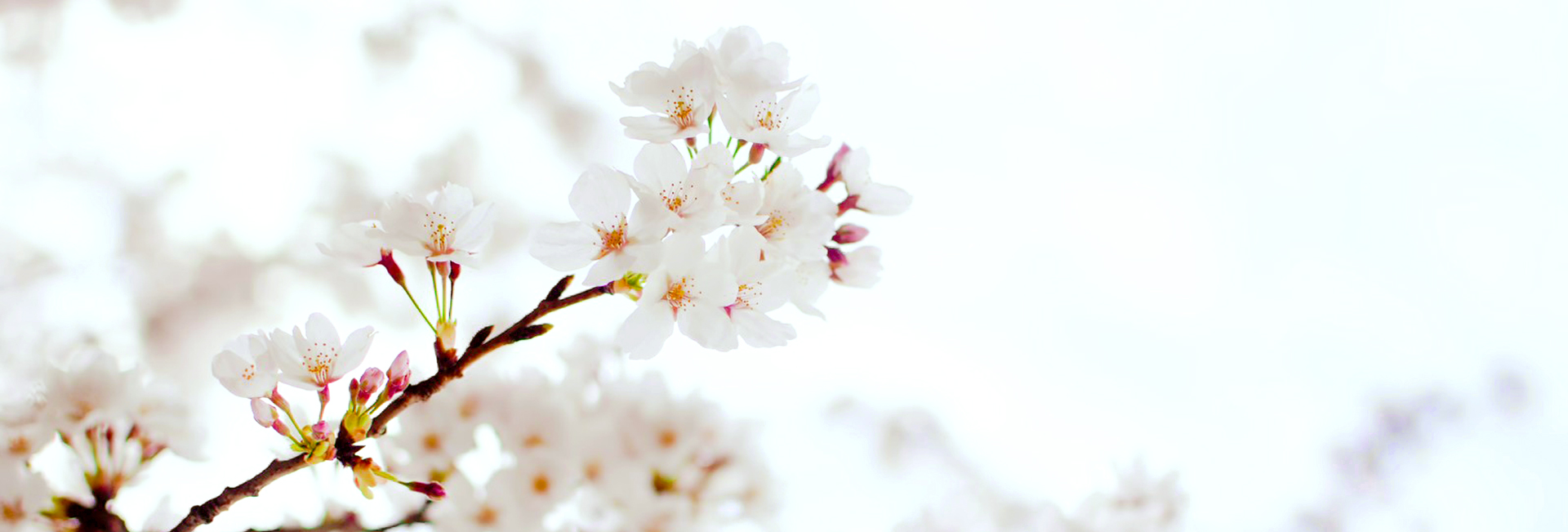 【一次選考有！】第2回　会社説明会を行います！！【営業・広報で就活中の方必見】