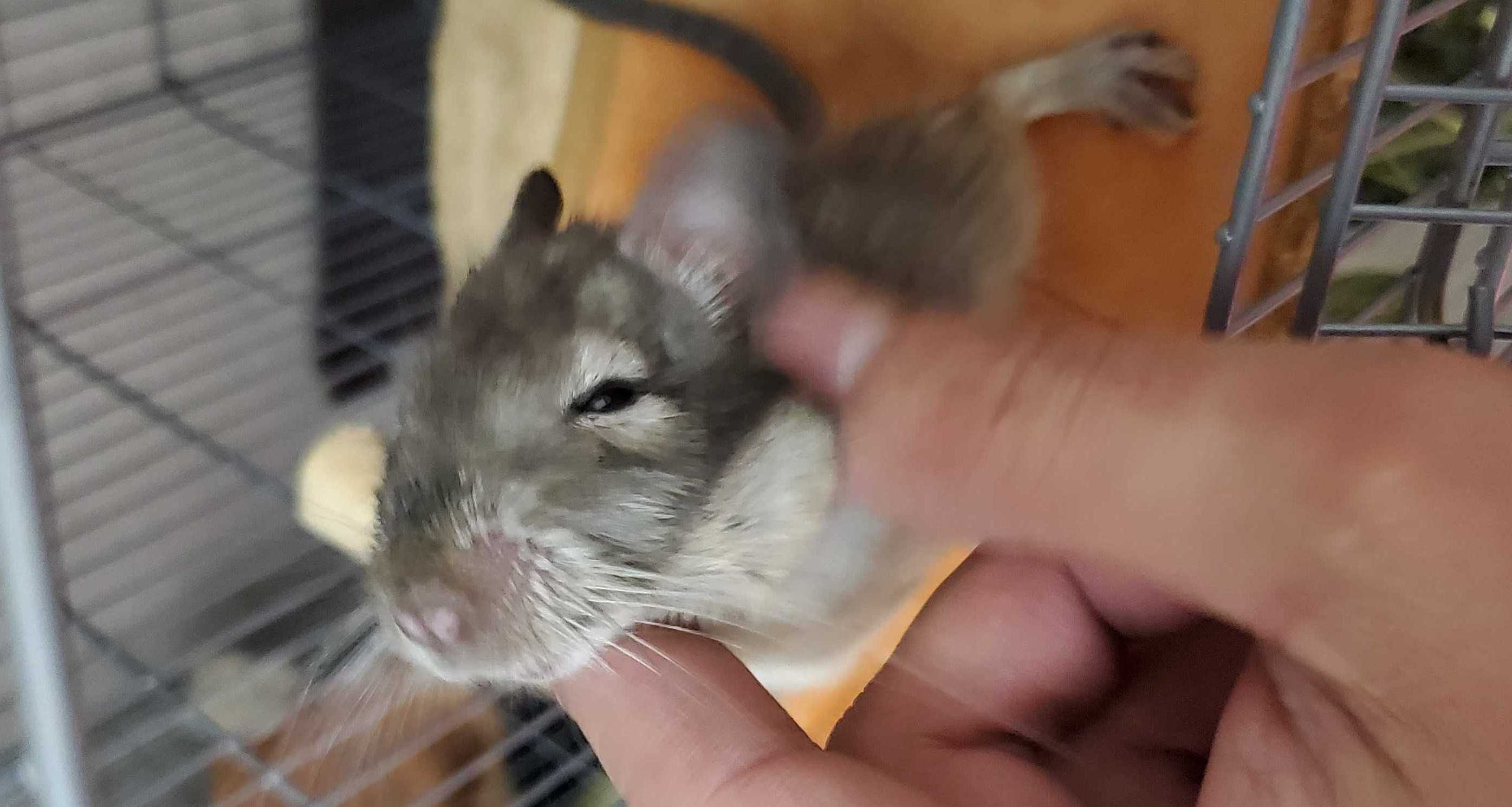 私と仕事と爬虫類？