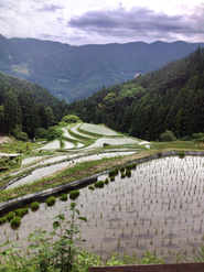 自然と共に、知恵を活かして暮らしてきた。この暮らしを繋げたい。写真は「日本の棚田百選」にも選ばれた、上勝町の樫原の棚田。