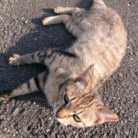 板谷 紗英さんのプロフィール