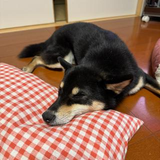 宮田 繁典