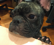 社員犬が現れた！！わんっ