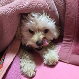 佳子 林田