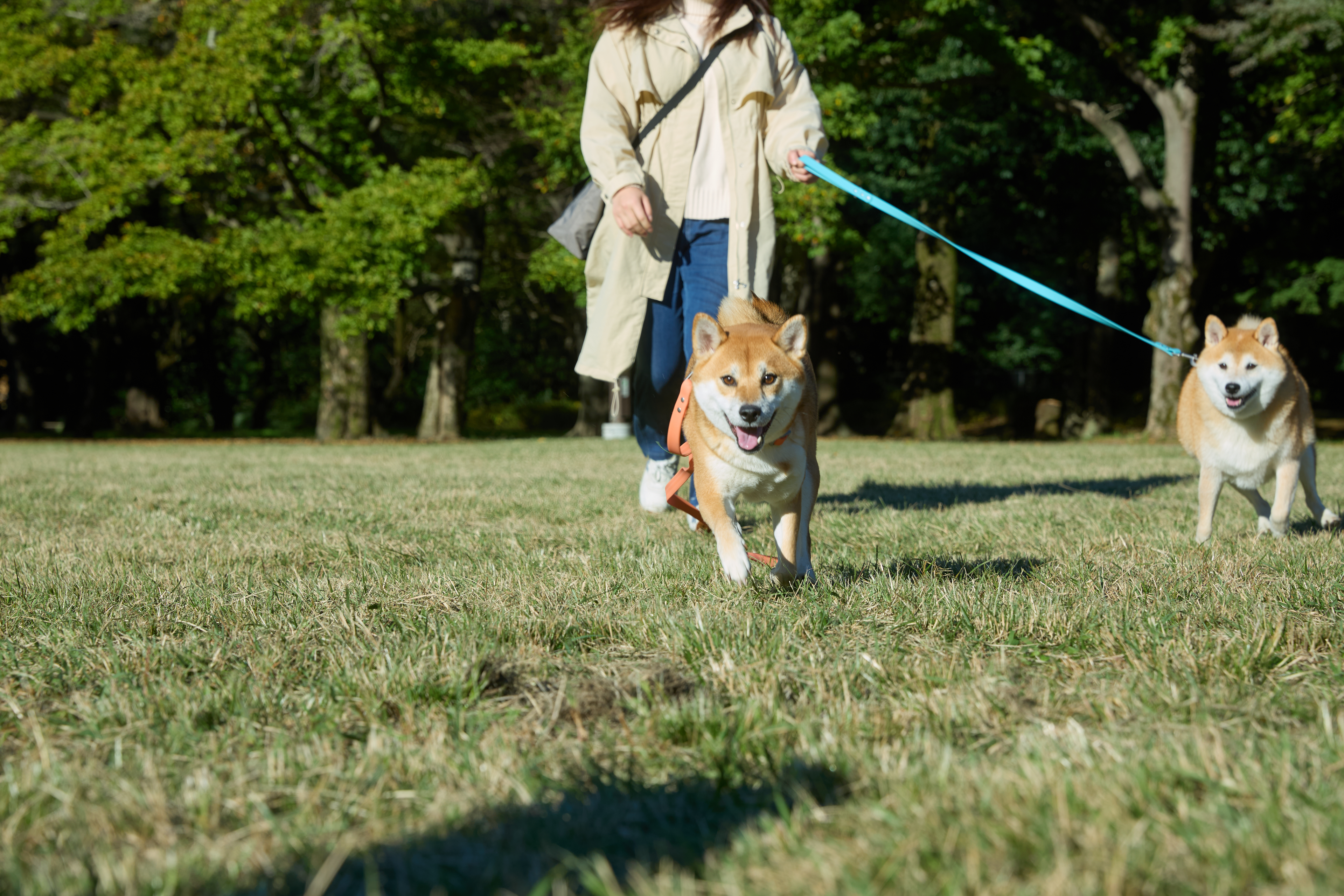 ペットアイテムの撮影