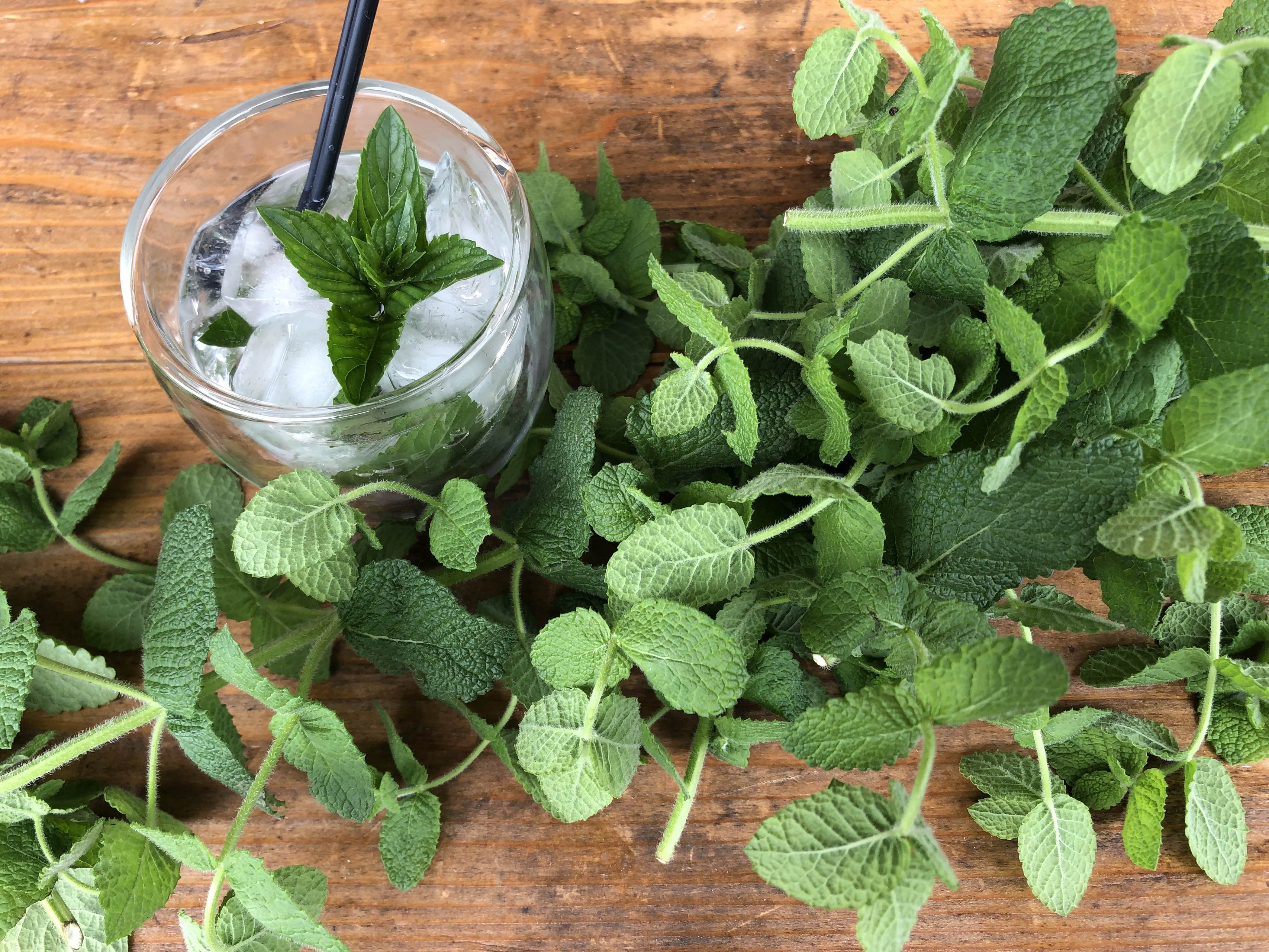 テレワークのお供に！Hello Studyでハーブを育ててハーブティーを作ってみた