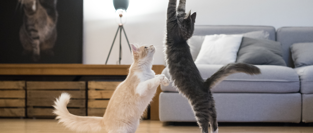 猫派も犬派もその他派も大歓迎！ペットベンチャーで自己実現を叶えませんか