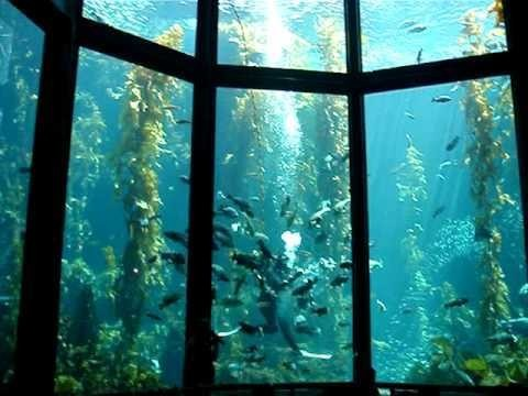 125万の宣伝費で依頼が殺到!? 香川県の水槽メーカーが世界一の企業に