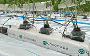 ココカラピートを使用した生産現場