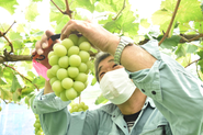 果物王国とも称される岡山県では、古くからぶどうの生産が盛んです。その中でも真庭市は、昼と夜の寒暖の差を生かした露地栽培に適しており、糖度・着色とも良好で、おいしいブドウが育つ気候風土に恵まれています。真庭市で、種がなく紫黒色で大粒の品種『ニューピオーネ』、皮まで食べられる『シャインマスカット』を生産されているのがJA晴れの国岡山まにわぶどう部会 久世支部の池町さんです。池町さんは岡山県のブドウ共進会で、何度も入賞している実力の持ち主なんです！
