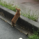 彦坂 梨香子