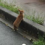 彦坂 梨香子
