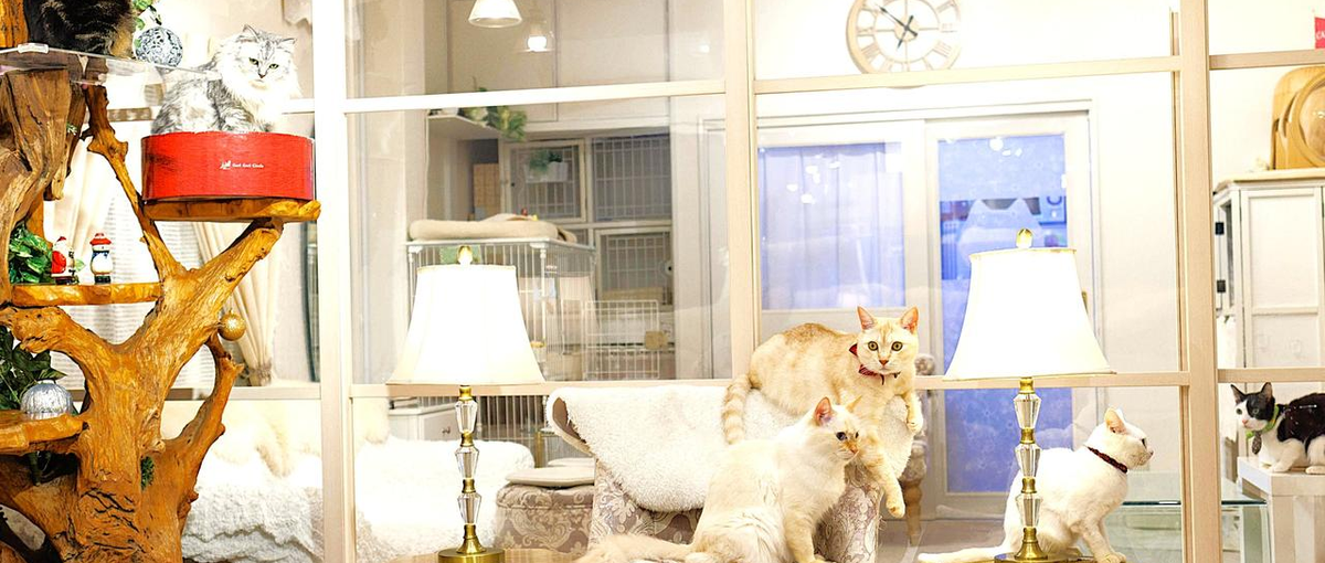 保護猫サロンのマネージャーのサポートをする副責任者募集！