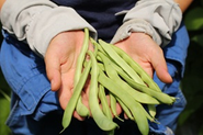 採れたての野菜をスピーディにお手元に