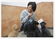 犬のようちえんの様子