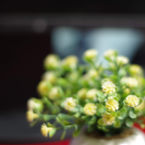 佐藤 春花