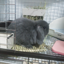 ショウヘイ サイトウ