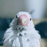 松本 衛