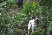 外来種探索犬ネオ