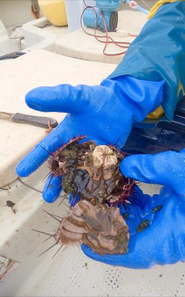 藻場がない場所のウニはこのように身が入っていない。その為、漁師さんも獲らないので一向に増え続け、藻場が更に減少してしまう。