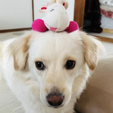 shoko Miyazaki