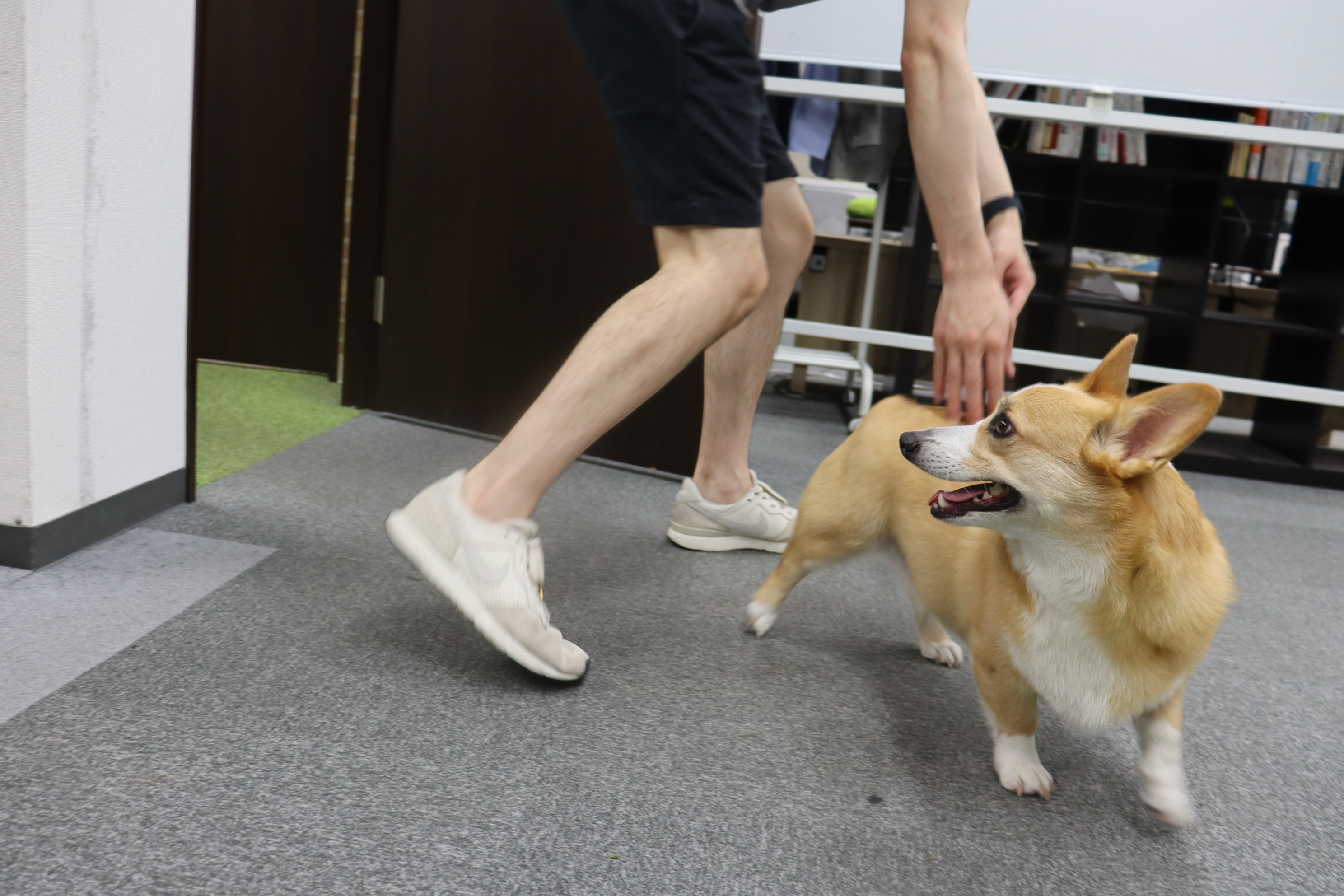 Ptmindのアイドル犬「ミートくん」。