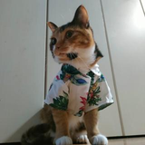 平田 祐子