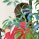 山内 幸枝