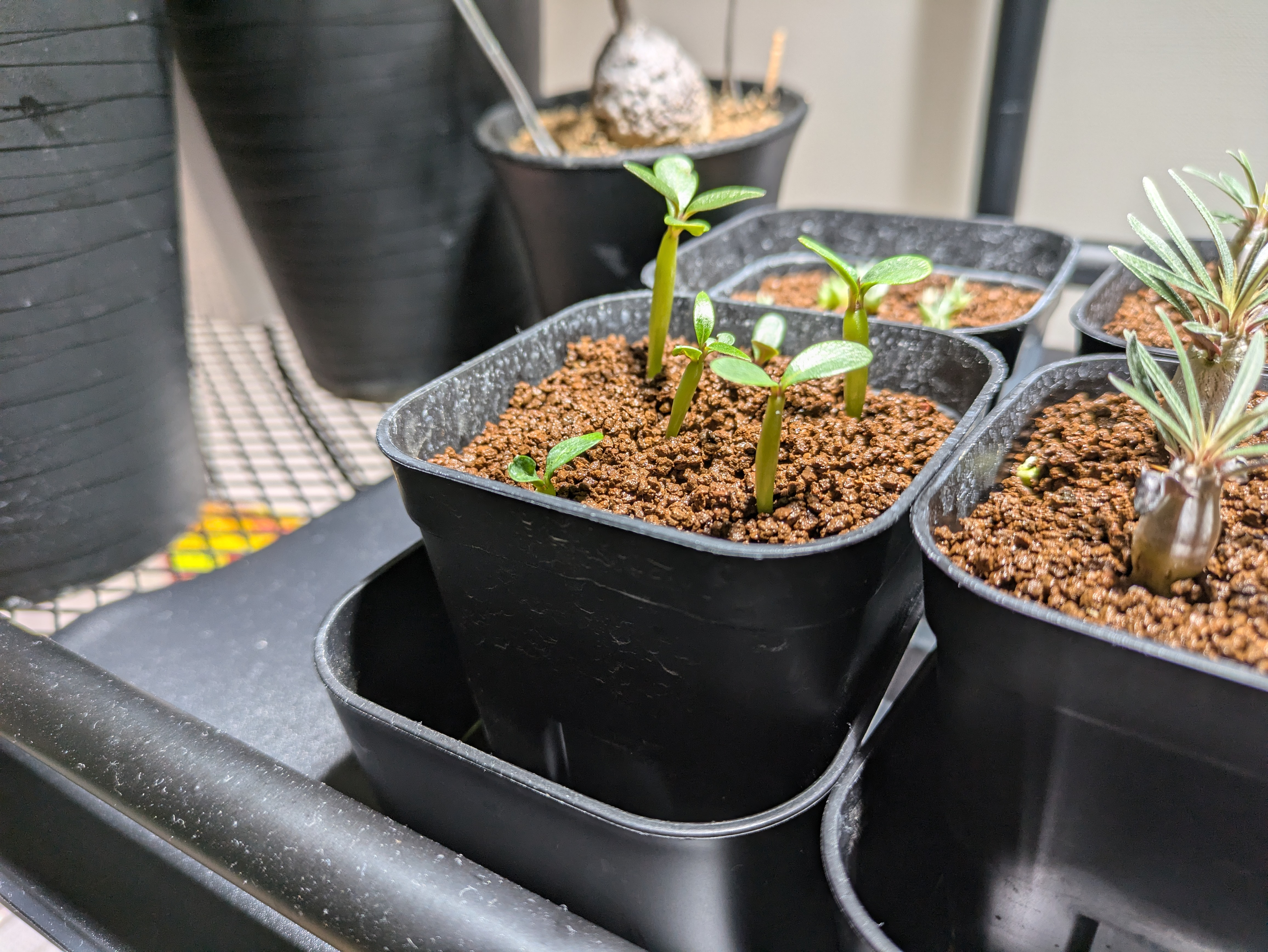 パキポディウム・グラキリス実生録 #2 | 株式会社 LINKI'N FELLOWS