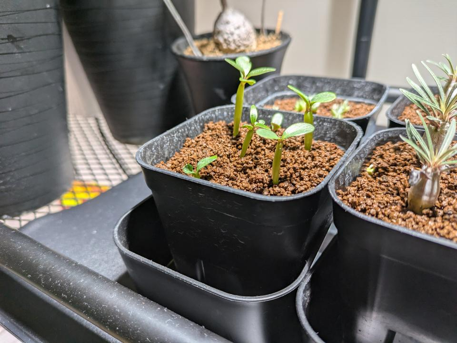 パキポディウム・グラキリス実生録 #2 | 株式会社 LINKI'N FELLOWS