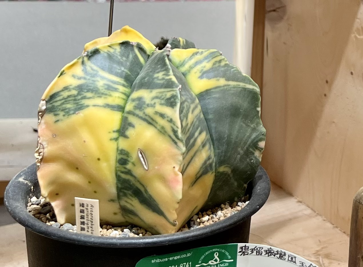 おすすめの植物・園芸店『渋谷園芸』編