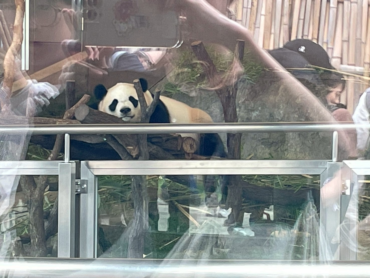 最後のパンダ🐼