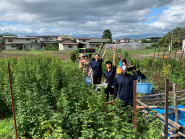 自社農園「DAEDOKO FARM」で、蔵王すぐりを収穫する様子。みんなで、蔵王すぐり組合に弟子入りし、耕作放棄地となったすぐり畑を再生。