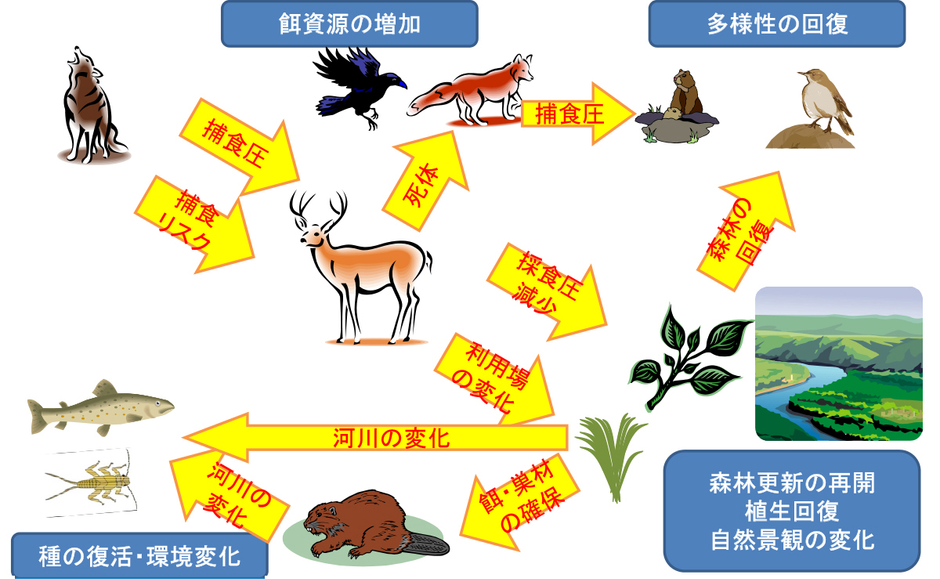 フェンリル大人の課外学習 日本でのオオカミ研究の第一人者、角田裕志