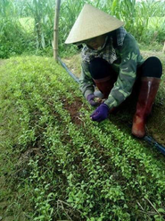 世界中を、私たちの手で緑でいっぱいにしたい。