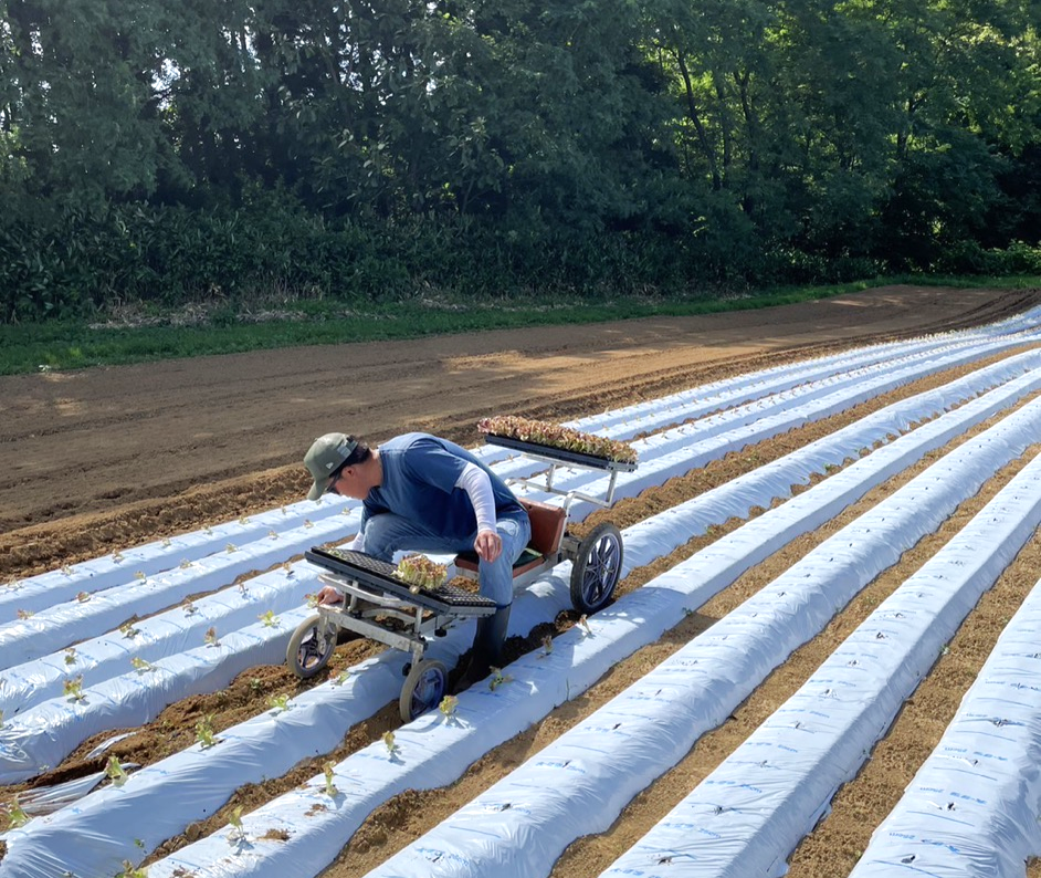 サニーレタスプロジェクト　第2話　農家の朝はとっても早いんです