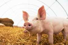未来でも本物のお肉を食べたい！養豚から社会課題を解決するAIカメラのPM